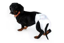 Camon Pannolini A Mutandina Cani