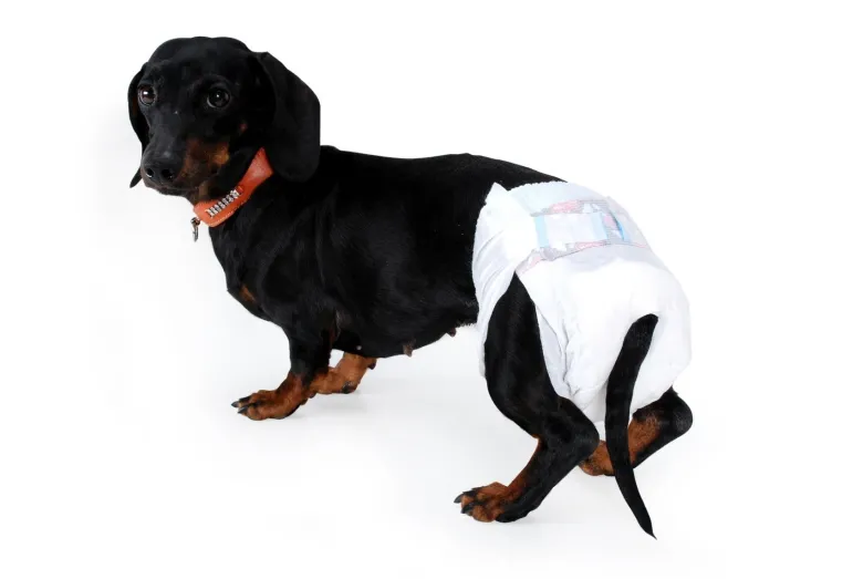 Camon Pannolini A Mutandina Cani