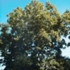 Msa fraxinus excelsior 50 ml
