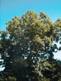 Msa fraxinus excelsior 50 ml