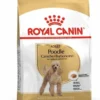Poodle Adult