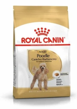 Poodle Adult