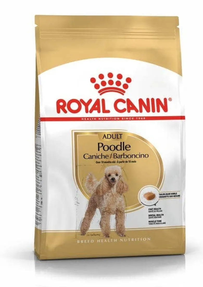 Poodle Adult