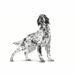 Royal Canin Veterinary Hypoallergenic Alimento Umido 400g