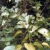 Tsa uncaria tomentosa 50 ml