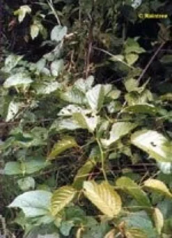 Tsa uncaria tomentosa 50 ml